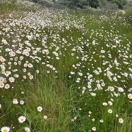 Tipi Texel Lyxtält 't Horntje